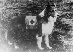 Red Cross Collie in Italy