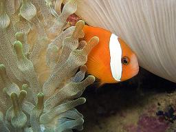 Clark’s Anemonefish - Amphiprion clarkii