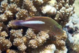 Arc-eyed hawkfish