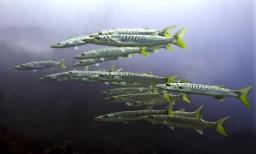 Blackfin Barracuda (Sphyraena qenie)