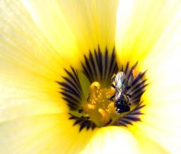 Bee in hibiscus