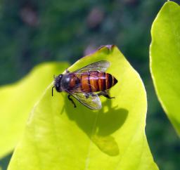 Bee on a leaf