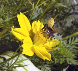 Bee with pollen on his belly