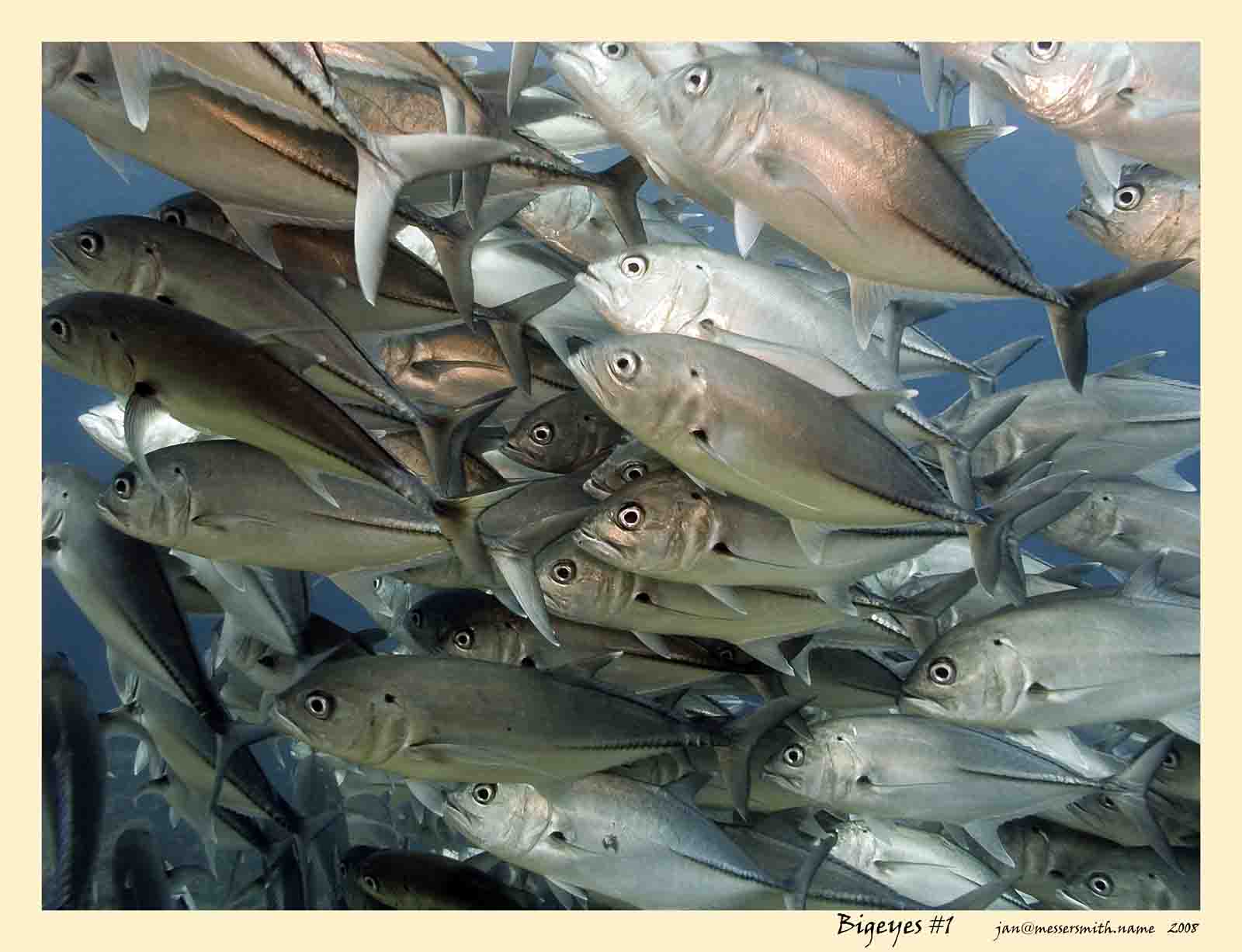 "Bigeyes" a fine art numbered series print available from me. "Bigeyes" a fine art numbered series print available from me.