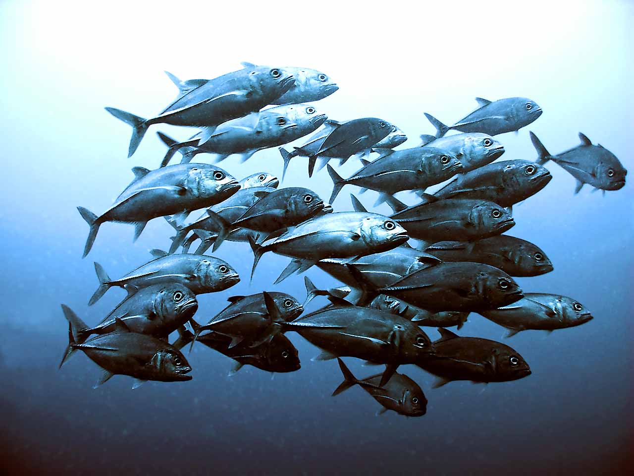 Bigeye Trevally (Caranx sexfasciatus) in a mob Bigeye Trevally (Caranx sexfasciatus) in a mob