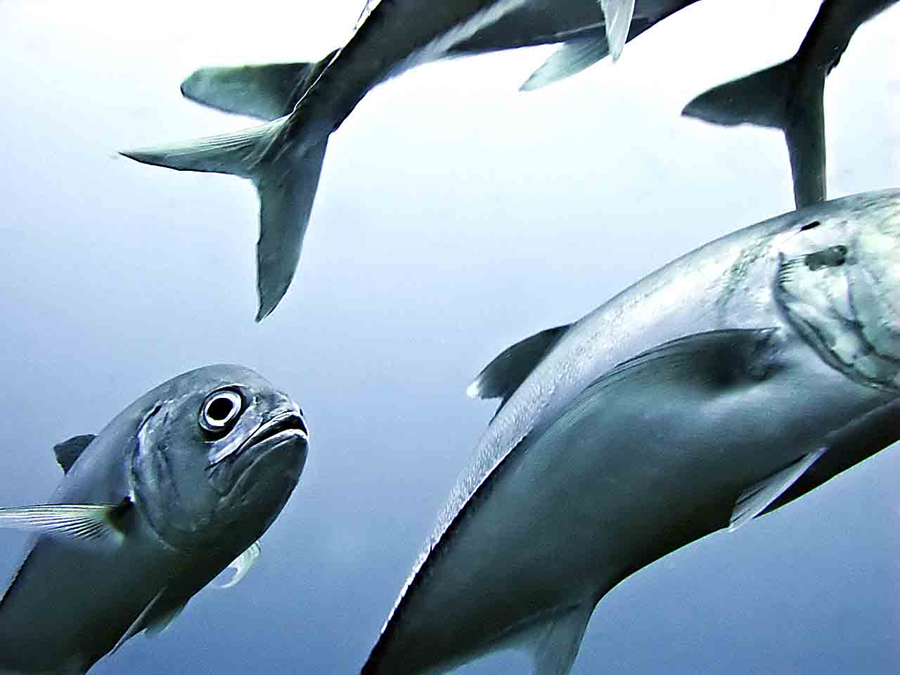 Up close and personal - Bigeye Trevally (Caranx sexfasciatus) Up close and personal - Bigeye Trevally (Caranx sexfasciatus)