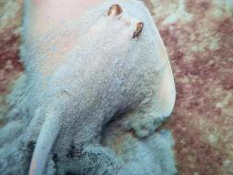 Blue-Spotted Stingray