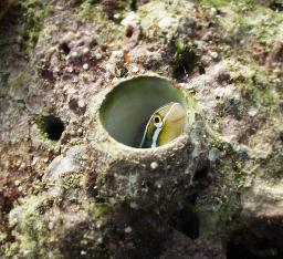 Bluestriped Fangblenny - Plagiotremus rhinorhynchos
