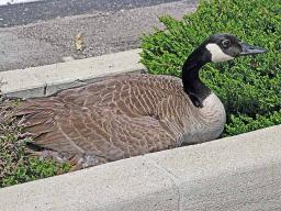 Canada Goose on Her Nest