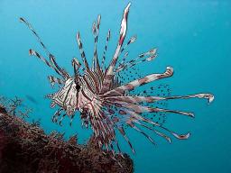 Lionfish with outline filter