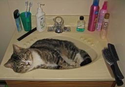 Caspian the Cat cooling his heels in the locker room