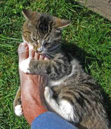 Caspian the Cat delivering the coup de gras