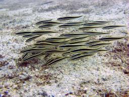 Striped Catfish - Plostosus lineatus