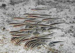 Striped Catfish - Plostosus lineatus - taken with flash