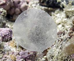 A salp?