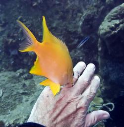 Golden Damsel kissing my ring