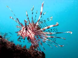 Lionfish with dark strokes filter