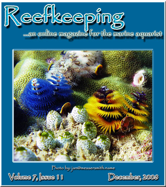 December 2008 cover of Reefkeeping Online Magazine
