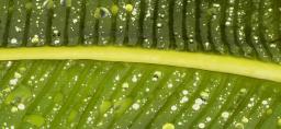 Drops on a banana leaf - flat