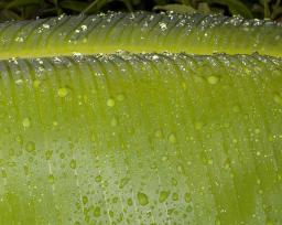 Drops on a banana leaf - some depth