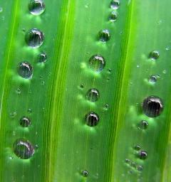 Drops on a banana leaf - yummy!
