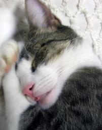 Fanci the cat