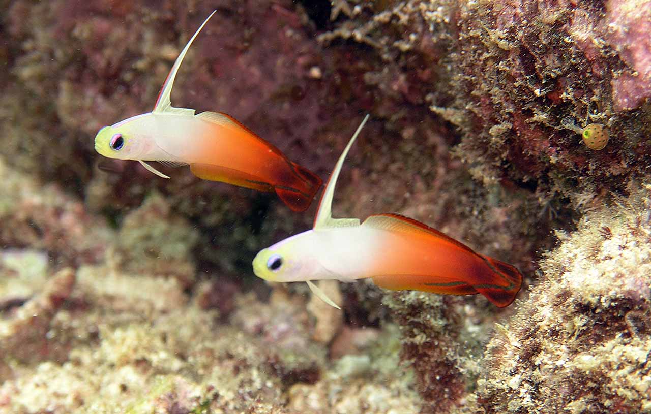 New Blog 1 Dartfish