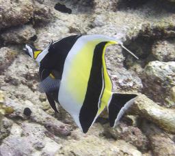Fish