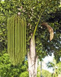 The fruitful Fishtail Palm