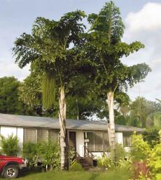 The fishtail palms in front of our house