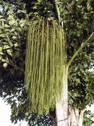 The fruit of the fishtail palm