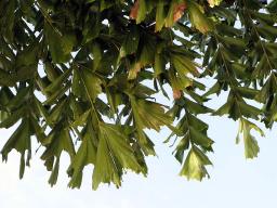 The leaves of the fishtail palm