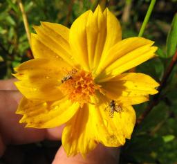 Little flies on a flower