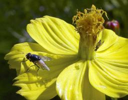 Big fly on a flower