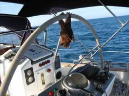 Easier than flying?