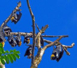 The Flying Fox fruit bat