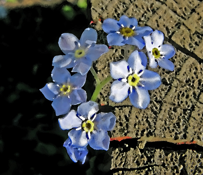 Just for fun I turned these forget me not blossoms into a watercolour: