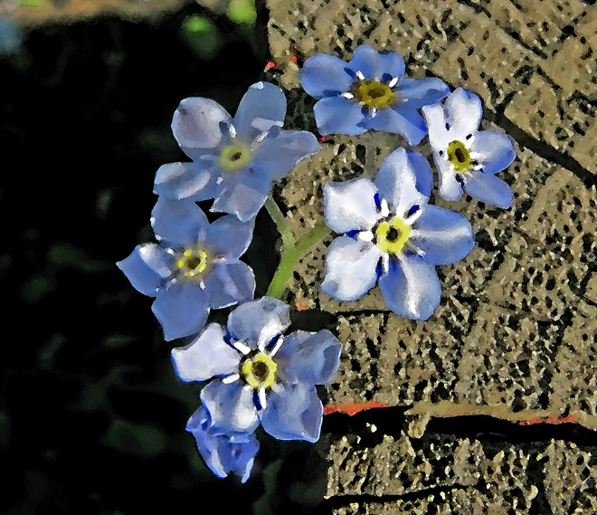 forget me not tattoos. turned these forget me not