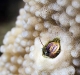 Unidentified Crustacean