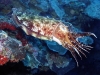 cuttle1-e.jpg