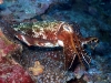 cuttle2-e.jpg
