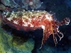 cuttle3-e.jpg