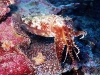 cuttle4-e.jpg