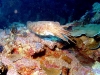 cuttle5-e.jpg