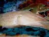 cuttle6-e.jpg