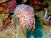 cuttle7-e.jpg