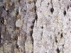 Bark pattern on the side of our FIshtail Palm