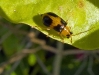 Mister Beetle