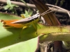 Grasshopper - TOO MUCH MOTION BLUR!