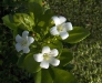 Jasmine Flowers